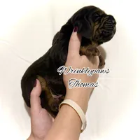 Thomas, a male Bloodhound for sale in Findlay, OH – 4 of 5