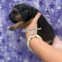Zuko, a male Bloodhound for sale in Findlay, OH – 3 of 4