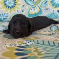 Mimi, a female Miniature Dachshund for sale in Findlay, OH – 2 of 6