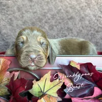 Beast, a male Bloodhound for sale in Findlay, OH – 3 of 5