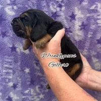 Gilbert, a male Bloodhound for sale in Findlay, OH – 3 of 6