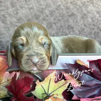 Beast, a male Bloodhound for sale in Findlay, OH – 2 of 5