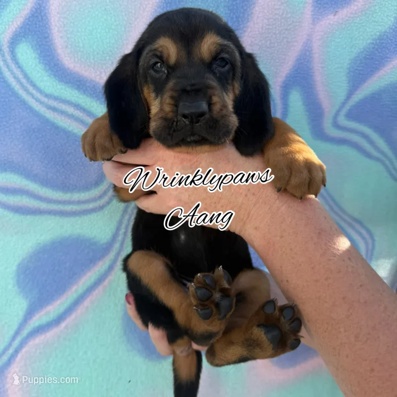 Aang – Bloodhound puppy for sale in Findlay, OH