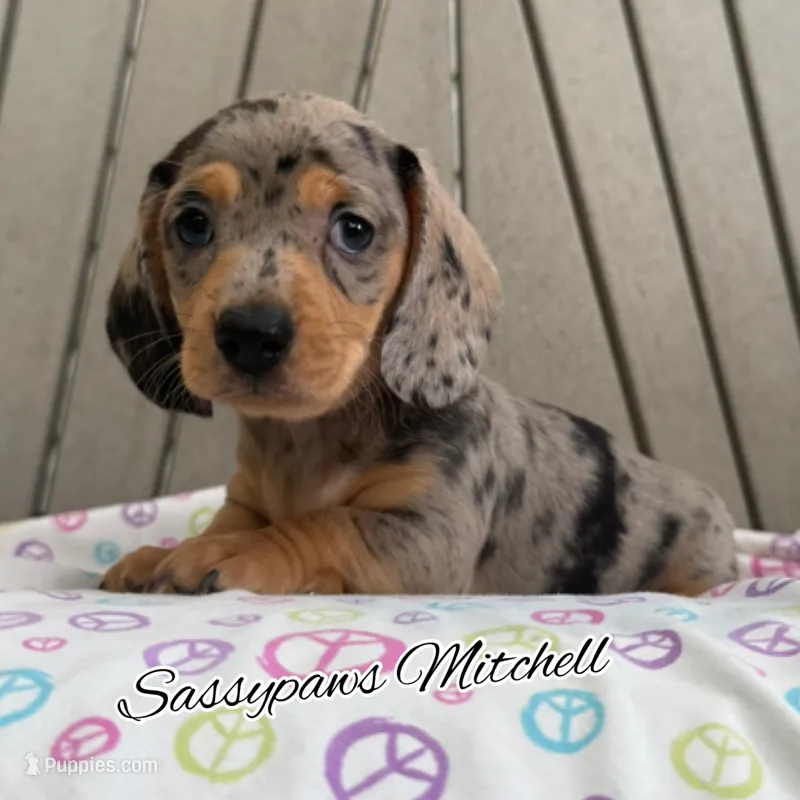 Mitchell – Miniature Dachshund puppy for sale in Findlay, OH