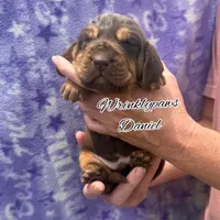 Daniel, a male Bloodhound for sale in Findlay, OH – 4 of 6