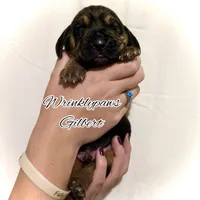 Gilbert, a male Bloodhound for sale in Findlay, OH – 6 of 6