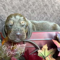 Charming, a male Bloodhound for sale in Findlay, OH – 4 of 4