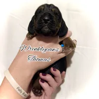 Thomas, a male Bloodhound for sale in Findlay, OH – 5 of 5