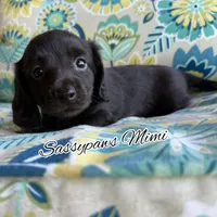 Mimi, a female Miniature Dachshund for sale in Findlay, OH – 6 of 9
