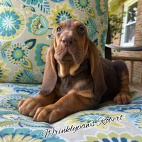 Robert, a male Bloodhound for sale in Findlay, OH – 5 of 5
