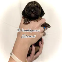 Edward, a male Bloodhound for sale in Findlay, OH – 4 of 5
