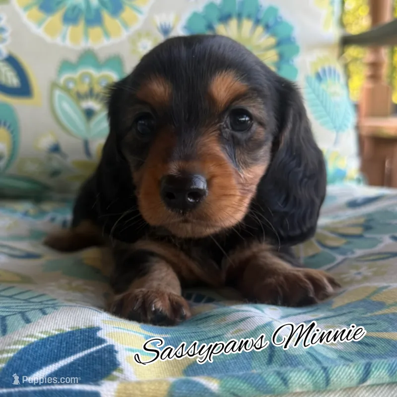 Minnie – Miniature Dachshund puppy for sale in Findlay, OH