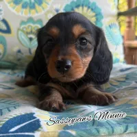 Minnie, a female Miniature Dachshund for sale in Findlay, OH – 4 of 9