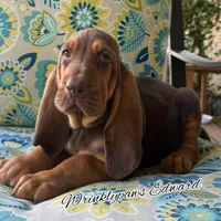 Robert, a male Bloodhound for sale in Findlay, OH – 2 of 5