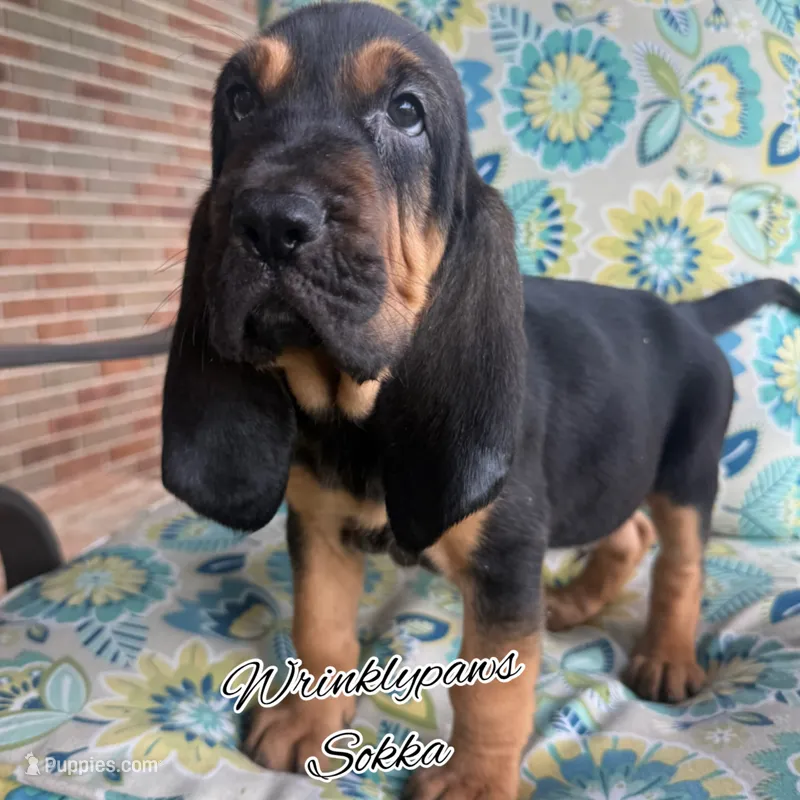 Sokka – Bloodhound puppy for sale in Findlay, OH