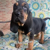 Sokka, a male Bloodhound for sale in Findlay, OH – 1 of 4