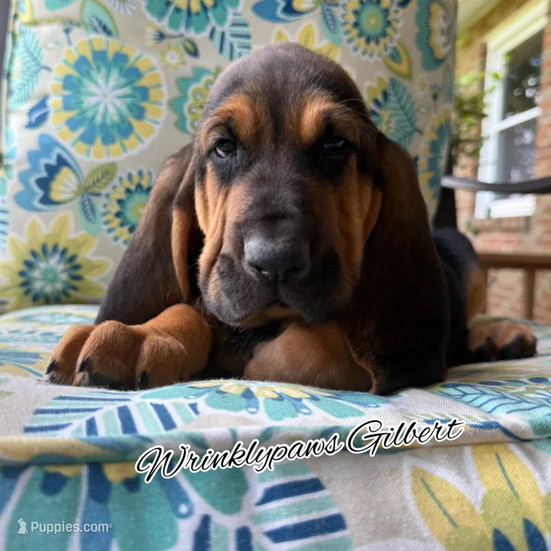Gilbert – Bloodhound puppy for sale in Findlay, OH