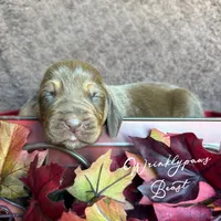 Beast, a male Bloodhound for sale in Findlay, OH – 4 of 5