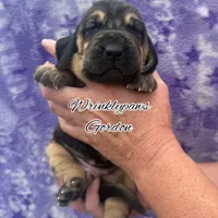 Gordon, a male Bloodhound for sale in Findlay, OH – 7 of 8