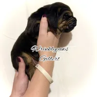 Gilbert, a male Bloodhound for sale in Findlay, OH – 5 of 6