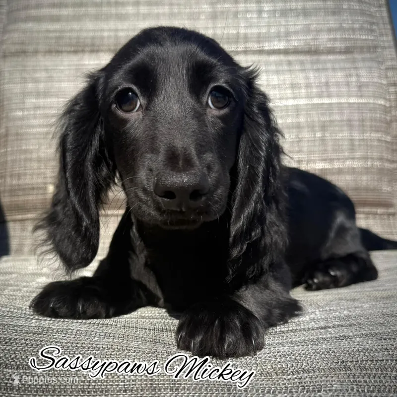 Mickey – Miniature Dachshund puppy for sale in Findlay, OH