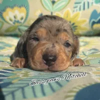 Mitchell, a male Miniature Dachshund for sale in Findlay, OH – 2 of 5