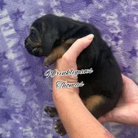 Thomas, a male Bloodhound for sale in Findlay, OH – 3 of 5
