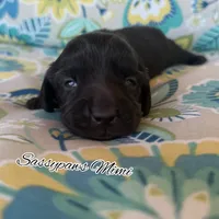 Mimi, a female Miniature Dachshund for sale in Findlay, OH – 5 of 6