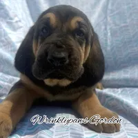 Gordon, a male Bloodhound for sale in Findlay, OH – 4 of 8