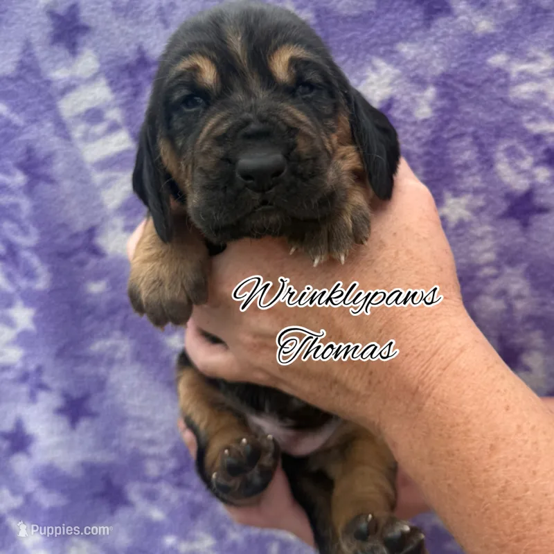Thomas – Bloodhound puppy for sale in Findlay, OH