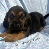 Gilbert, a male Bloodhound for sale in Findlay, OH – 6 of 10