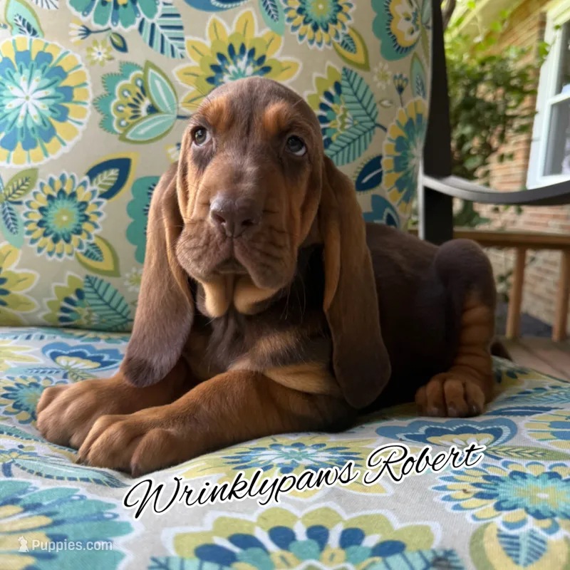 Robert – Bloodhound puppy for sale in Findlay, OH