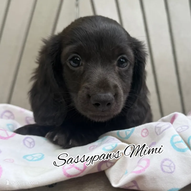 Mimi – Miniature Dachshund puppy for sale in Findlay, OH