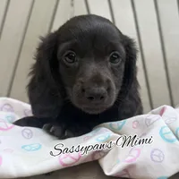 Mimi, a female Miniature Dachshund for sale in Findlay, OH – 1 of 9
