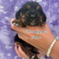Appa, a male Bloodhound for sale in Findlay, OH – 1 of 3