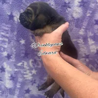 Edward, a male Bloodhound for sale in Findlay, OH – 2 of 5