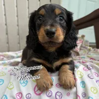 Michael, a male Miniature Dachshund for sale in Findlay, OH – 8 of 10