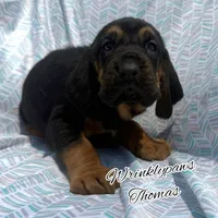 Thomas, a male Bloodhound for sale in Findlay, OH – 4 of 10