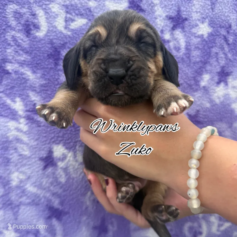 Zuko – Bloodhound puppy for sale in Findlay, OH