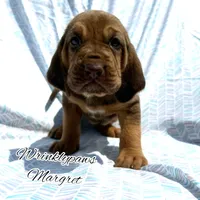 Margret, a female Bloodhound for sale in Findlay, OH – 4 of 8