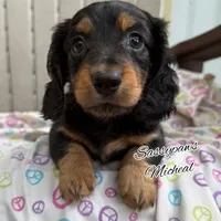 Michael, a male Miniature Dachshund for sale in Findlay, OH – 6 of 10