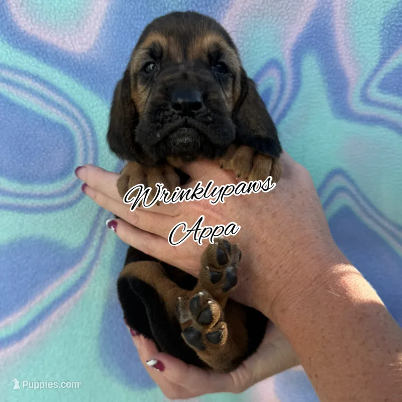 Appa – Bloodhound puppy for sale in Findlay, OH