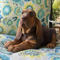 Robert, a male Bloodhound for sale in Findlay, OH – 3 of 5