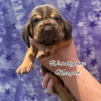 Margret, a female Bloodhound for sale in Findlay, OH – 6 of 8