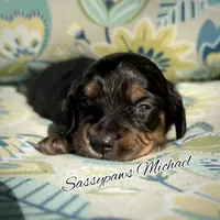 Michael, a male Miniature Dachshund for sale in Findlay, OH – 5 of 5