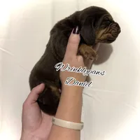 Daniel, a male Bloodhound for sale in Findlay, OH – 6 of 6