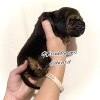 Edward, a male Bloodhound for sale in Findlay, OH – 5 of 5