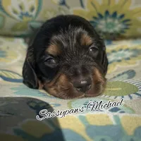 Michael, a male Miniature Dachshund for sale in Findlay, OH – 2 of 5