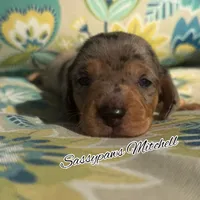 Mitchell, a male Miniature Dachshund for sale in Findlay, OH – 4 of 5