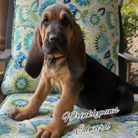 Edward, a male Bloodhound for sale in Findlay, OH – 2 of 10